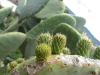 kaktus in mallorca